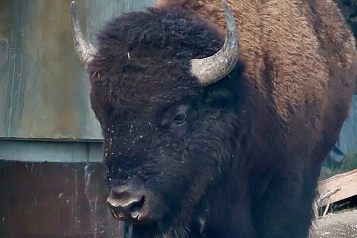 Yellowstone Upper Loop Wildlife & Photo Tour from Cody — Full-Day Wildlife Safari photo 3