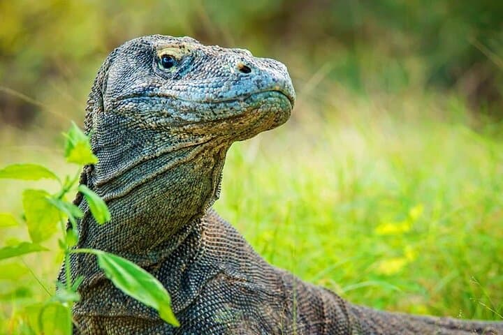 One Day Komodo Speedboat Tour: Dragons, Pink Beach & Snorkeling photo 6