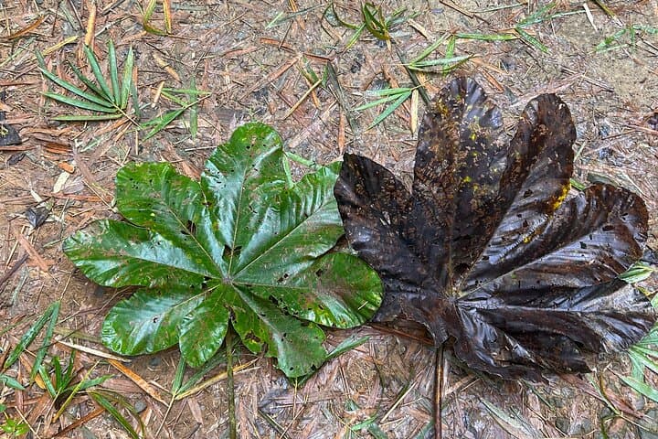 Explore El Yunque Rainforest: Hiking, Rope Swings & Natural Waterslides photo 6