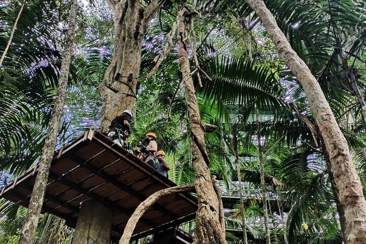 Zip Above Gamboa Rainforest: Tree Trek Zip Line Adventure near Panama City photo 4