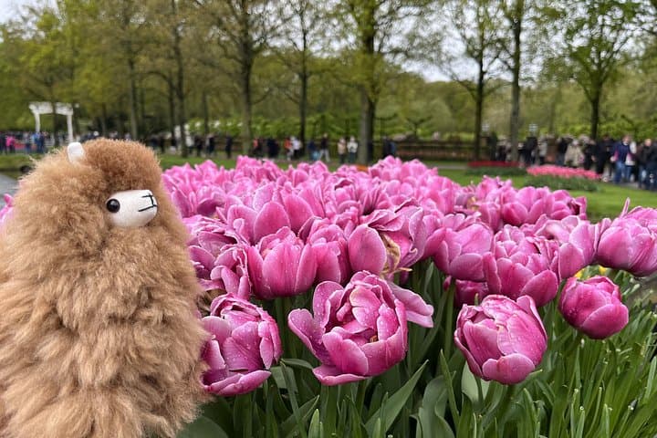 Keukenhof Tulip Paradise: Private Half-Day Tour from Amsterdam photo 1
