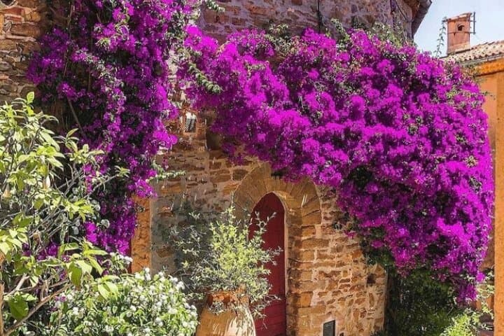 Private Day Trip from Saint-Tropez to Bormes-les-Mimosas — Mimosa Blooms & Medieval Streets photo 4