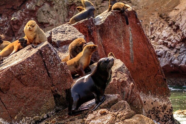 Ballestas Islands, Vineyards & Huacachina Buggies — Full-Day Trip from Ica photo 2