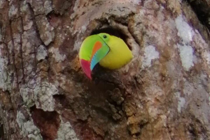 Monteverde Toucan-Watching Tour: Spot Keel-Billed & Emerald Toucans in the Cloud Forest photo 1