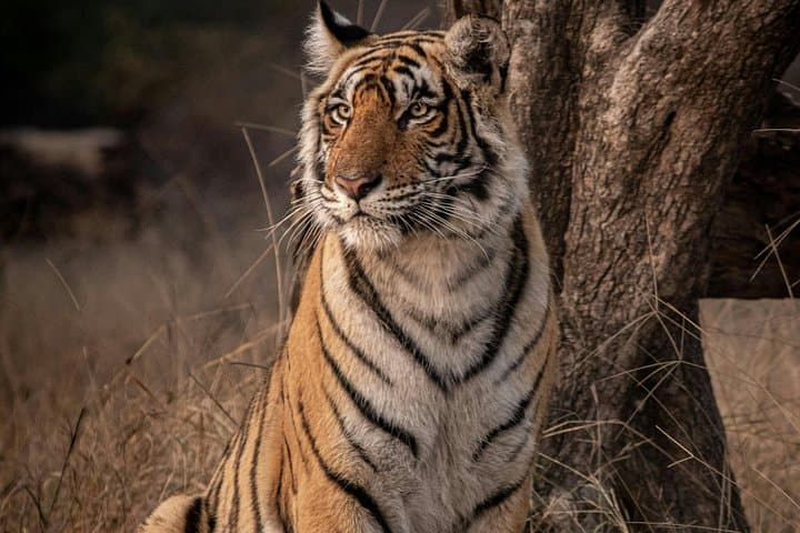 Golden Triangle & Ranthambore: 4-Day Delhi, Agra, Jaipur and Tiger Safari photo 3