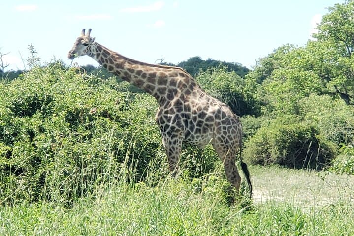 Full-Day Chobe Safari: Game Drive and Chobe River Cruise from Livingstone or Victoria Falls photo 6