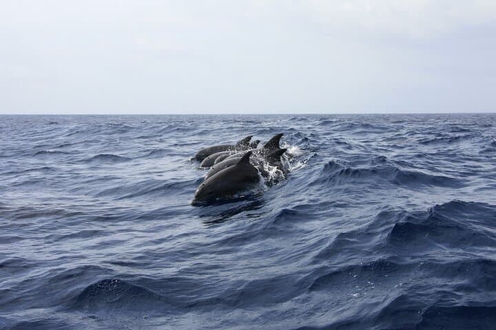 Biscayne Bay Dolphin & Wildlife Cruise from Bayside Marketplace photo 3