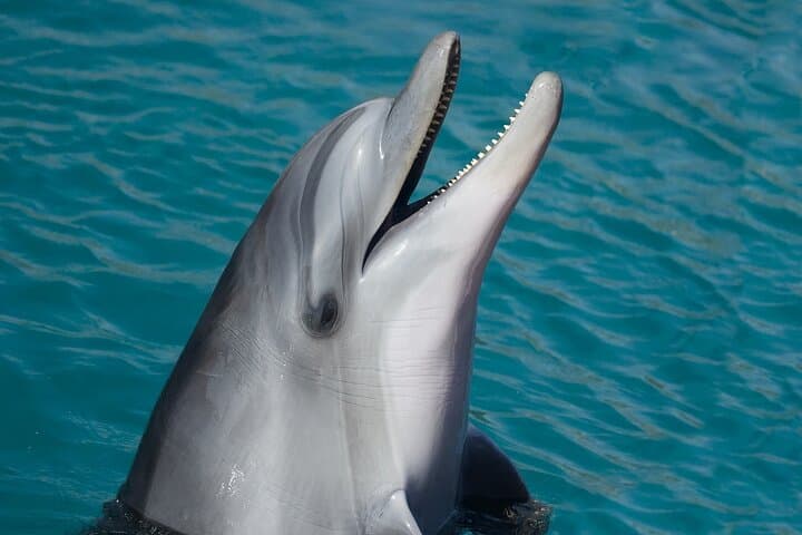 Biscayne Bay Dolphin & Wildlife Cruise from Bayside Marketplace photo 4