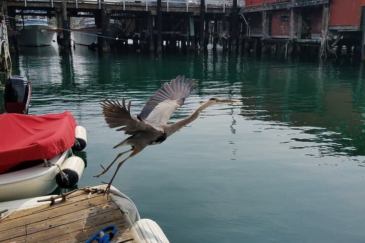 Monterey Bay Private 3-Hour Bird-Watching Sail: Seabirds, Kelp & Marine Sanctuary photo 2