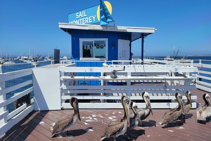 Monterey Bay Private 3-Hour Bird-Watching Sail: Seabirds, Kelp & Marine Sanctuary photo 3