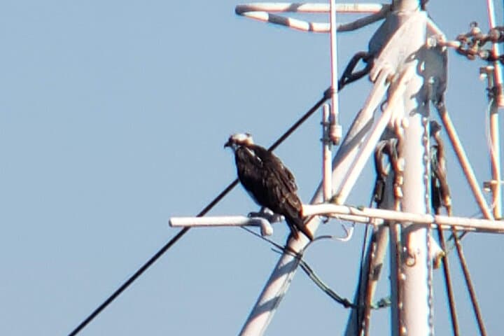 Monterey Bay Private 3-Hour Bird-Watching Sail: Seabirds, Kelp & Marine Sanctuary photo 4