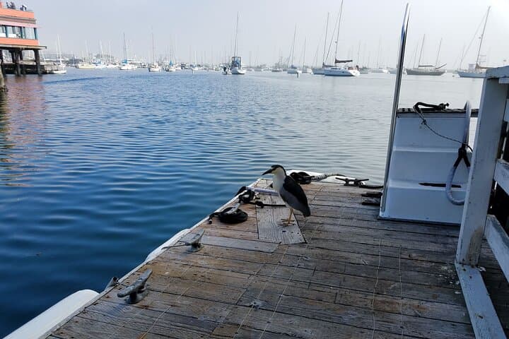 Monterey Bay Private 3-Hour Bird-Watching Sail: Seabirds, Kelp & Marine Sanctuary photo 5
