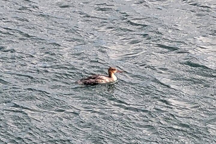 Monterey Bay Private 3-Hour Bird-Watching Sail: Seabirds, Kelp & Marine Sanctuary photo 6