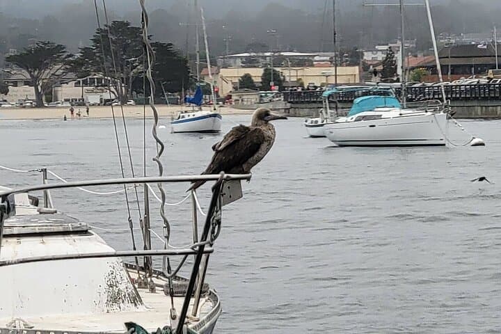 Monterey Bay Private 3-Hour Bird-Watching Sail: Seabirds, Kelp & Marine Sanctuary