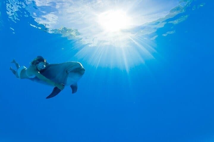 Cabo Dolphin Encounter: Close-Up Bottlenose Experience in San Jose del Cabo