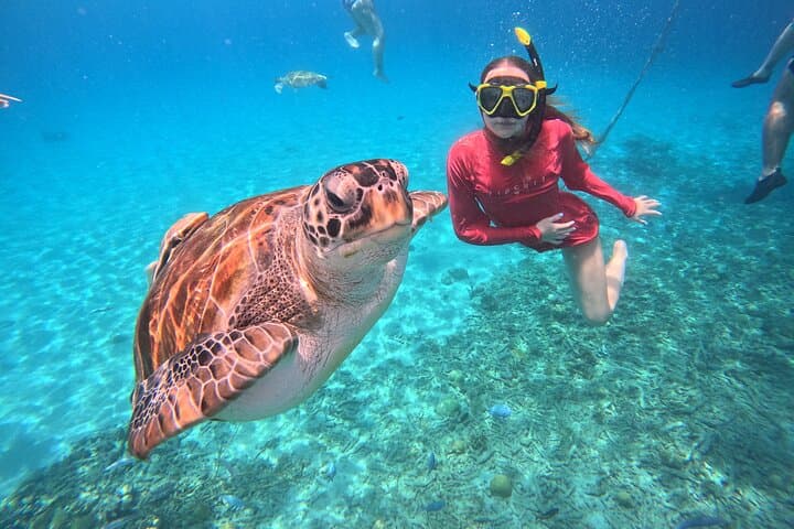 Snorkel with Sea Turtles at Daaibooi Beach — Curaçao Guided Tour