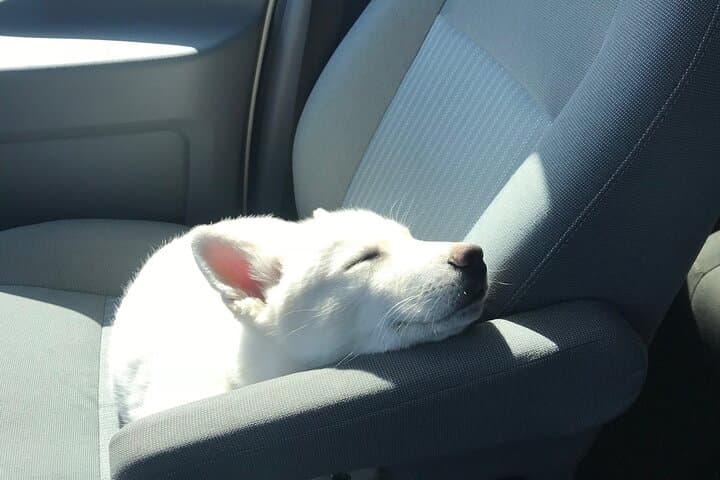 Pet-Friendly Full-Day Yellowstone Tour From Cody: Grand Prismatic, Old Faithful & Lower Falls
