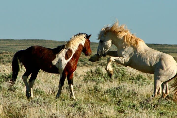 Red Canyon Wild Mustang Safari: Cody McCullough Peaks Eco Tour photo 3