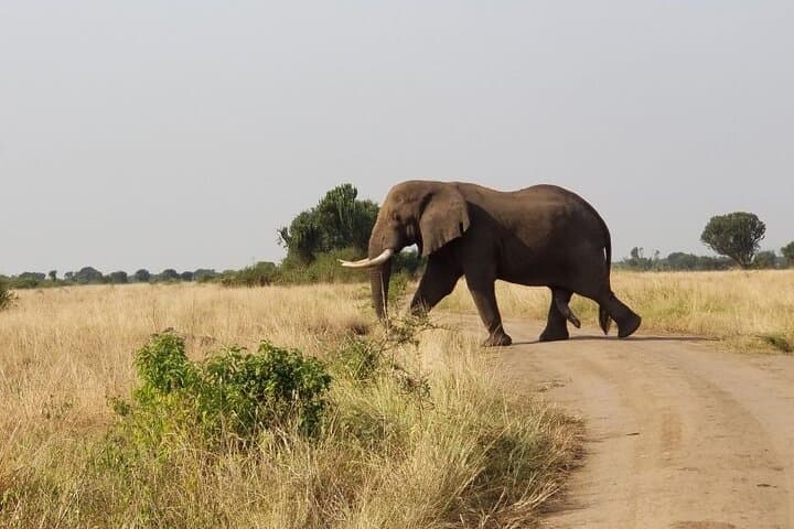 8-Day Uganda Safari: Gorillas, Chimpanzees & Big Five Wildlife Adventure photo 2