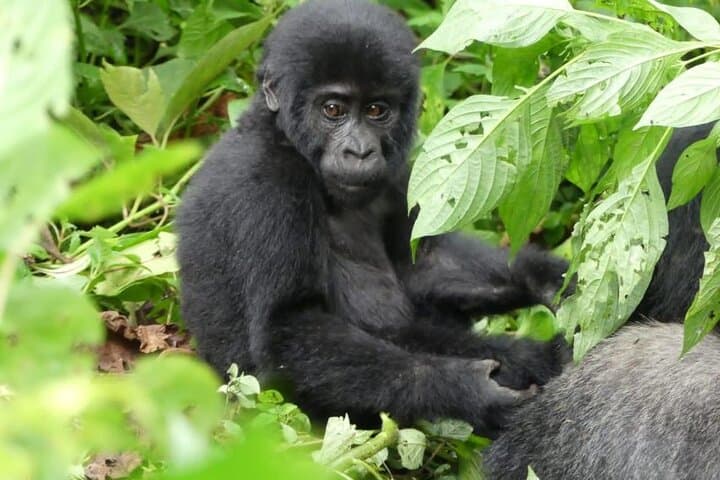 8-Day Uganda Safari: Gorillas, Chimpanzees & Big Five Wildlife Adventure