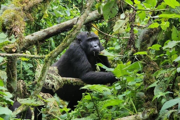 8-Day Uganda Safari: Gorillas, Chimpanzees & Big Five Wildlife Adventure photo 4
