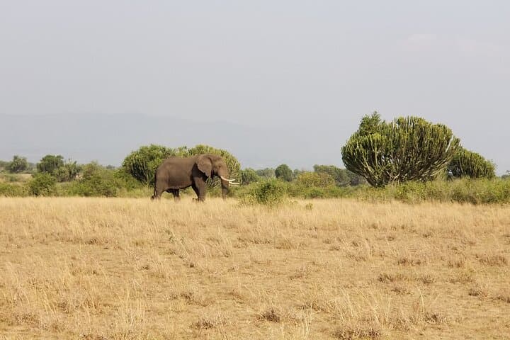 8-Day Uganda Safari: Gorillas, Chimpanzees & Big Five Wildlife Adventure photo 5