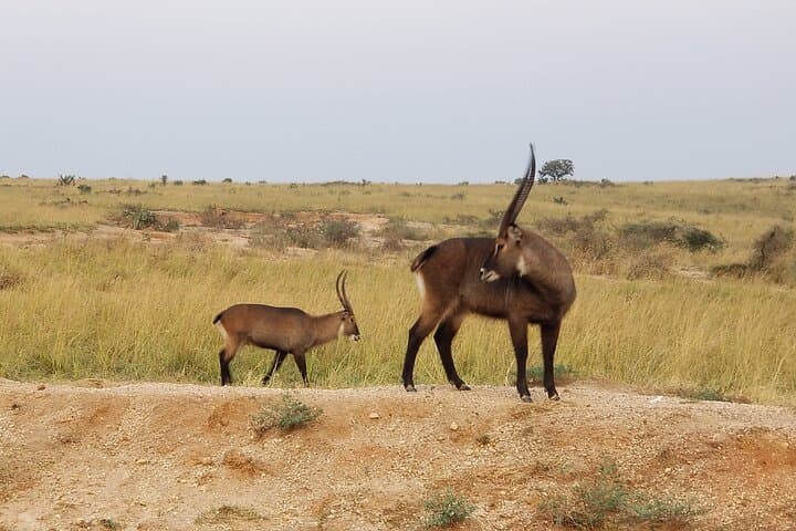 8-Day Uganda Safari: Gorillas, Chimpanzees & Big Five Wildlife Adventure photo 6