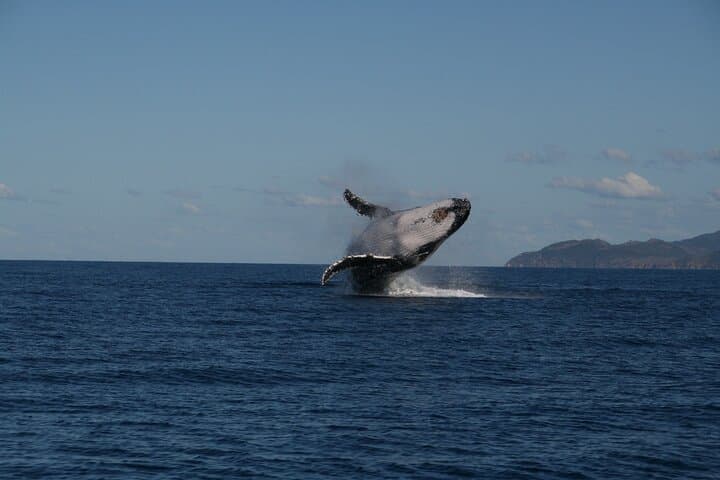 Townsville Whale Watching & Magnetic Island Wildlife Cruise: Humpbacks, Turtles, and Coastal Scenery