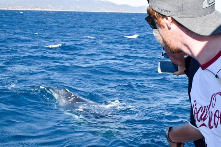 Townsville Whale Watching & Magnetic Island Wildlife Cruise: Humpbacks, Turtles, and Coastal Scenery photo 2