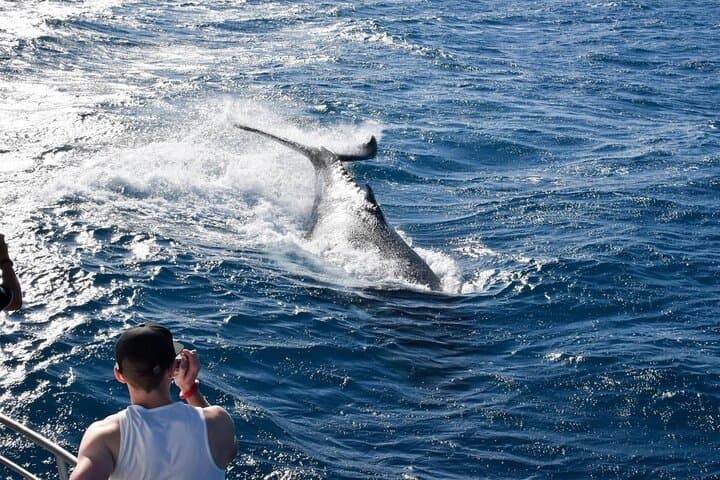 Townsville Whale Watching & Magnetic Island Wildlife Cruise: Humpbacks, Turtles, and Coastal Scenery photo 3