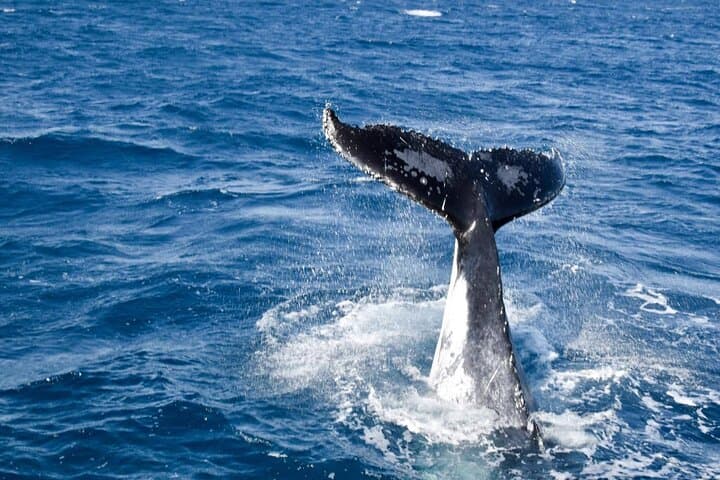 Townsville Whale Watching & Magnetic Island Wildlife Cruise: Humpbacks, Turtles, and Coastal Scenery photo 4