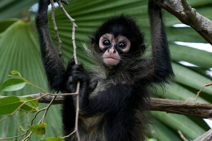 Coba, Punta Laguna & Cenote: Private Mayan Ruins, Spider Monkey & Zipline Day Tour from Tulum