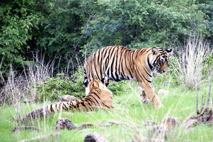 Taj Mahal and Ranthambore: 3-Day Sunrise, Sunset & Tiger Safari Experience photo 6