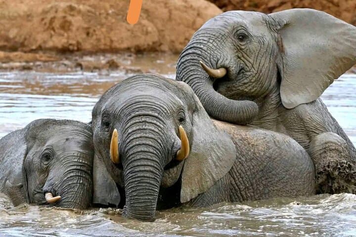 Great Addo Elephant Park Safari: Full-Day Wildlife Experience from Port Elizabeth photo 1