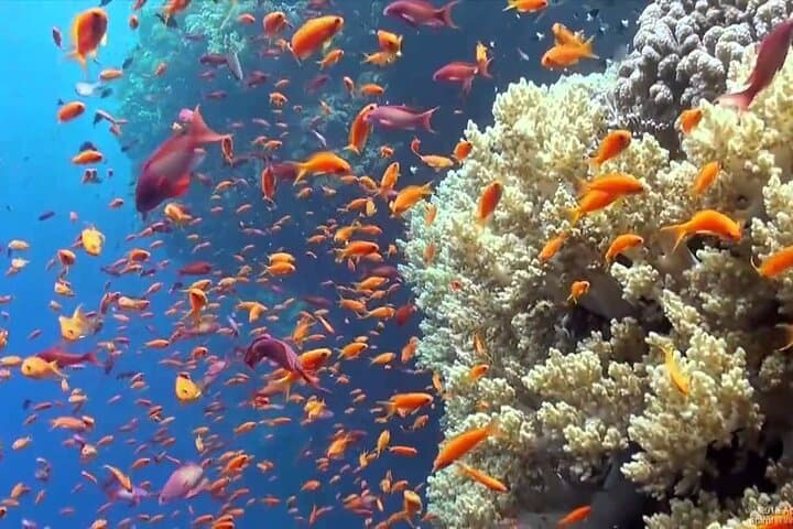 Hamata Island Snorkeling Day Trip from Marsa Alam — Reefs, Lunch & Island Hopping photo 5