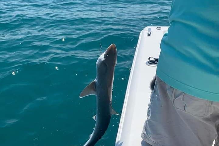 Private 8-Hour Gulf Fishing Trip with Master Captain Bill — Sarasota photo 4