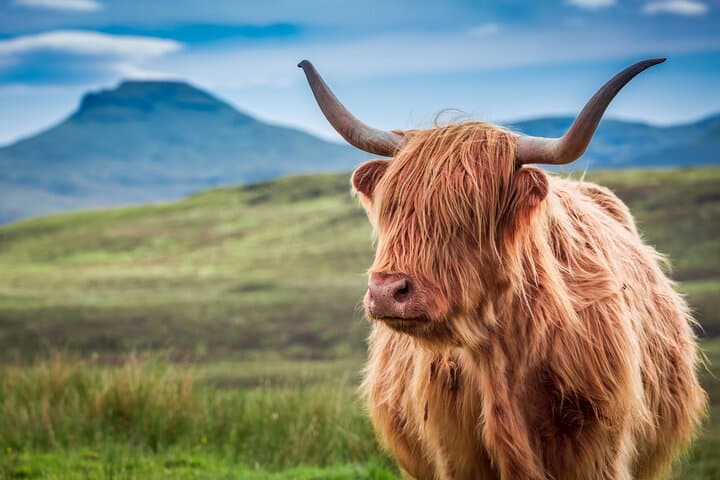 Loch Ness, Glencoe & Cairngorms Day Trip from Edinburgh — Urquhart Castle & Cruise