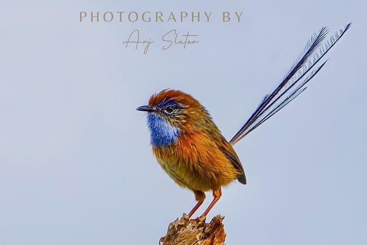 Birds of Yarnbala: Shorebird and Passage Bird Photography Tour from Coffin Bay photo 2