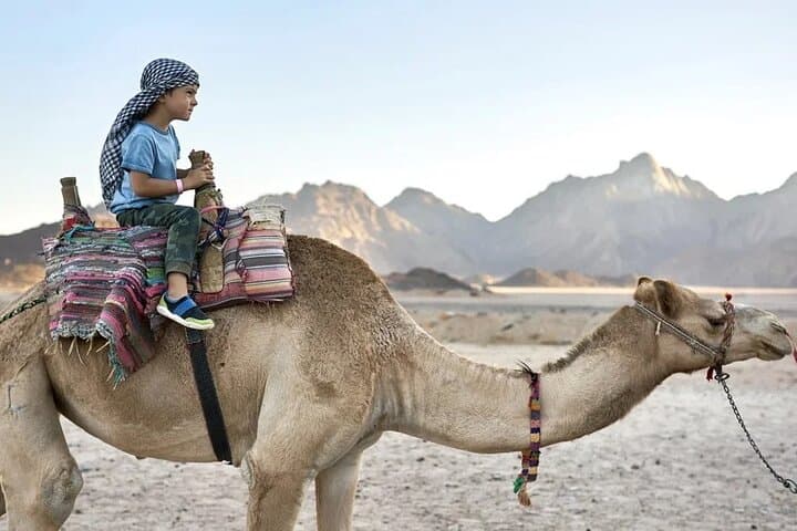 Marsa Alam Desert Sunset Quad & Bedouin Dinner: Jeep, Camel Ride, and Cultural Evening photo 4