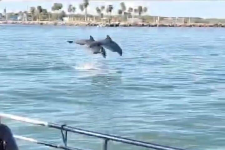 Pier 21 Dolphin Watching Cruise — 45-Minute Baywatch Dolphin Tours in Galveston photo 4