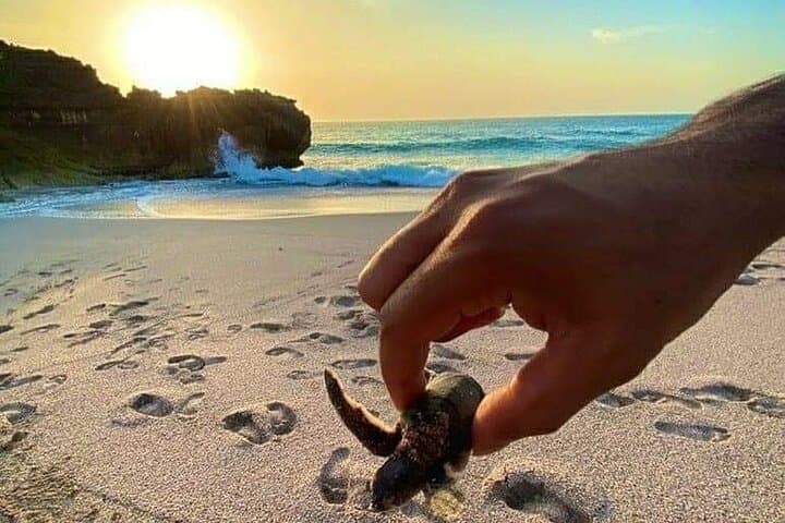 Overnight Ras Al Hadd Camping & Turtle Watching — 2-Day Private Tour from Muscat photo 4