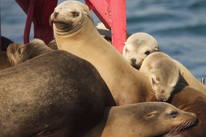 Long Beach Harbor 45-Minute Boat Tour — Queen Mary, Sea Lions & Container Ships photo 2