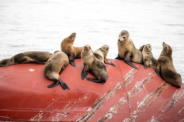 Long Beach Harbor 45-Minute Boat Tour — Queen Mary, Sea Lions & Container Ships photo 5