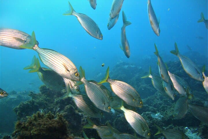 Ilhéu das Cabras Boat Trip & Snorkel — Terceira Island Marine Adventure photo 4