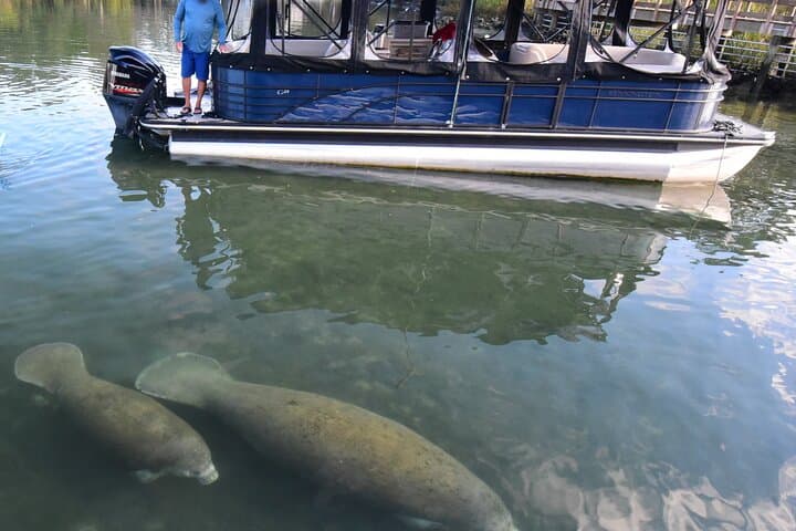 Crystal River 3-Hour Wildlife Safari Boat Cruise — Manatees, Dolphins & Estuary Tour