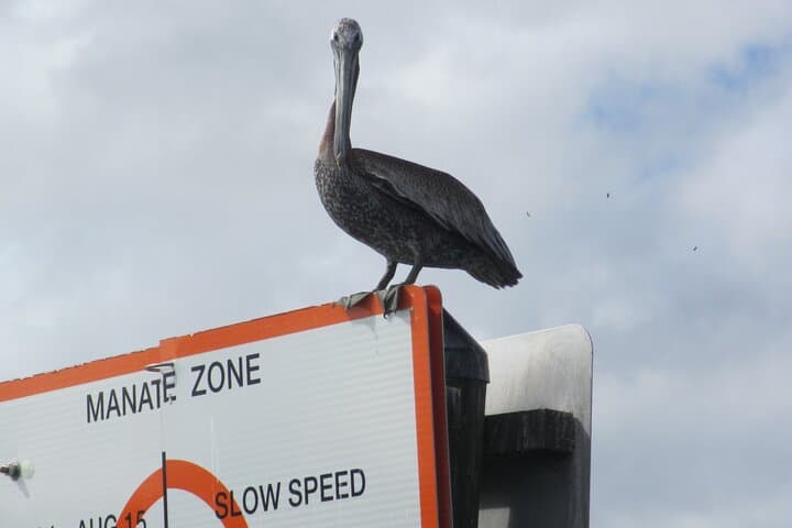 Crystal River 3-Hour Wildlife Safari Boat Cruise — Manatees, Dolphins & Estuary Tour photo 3