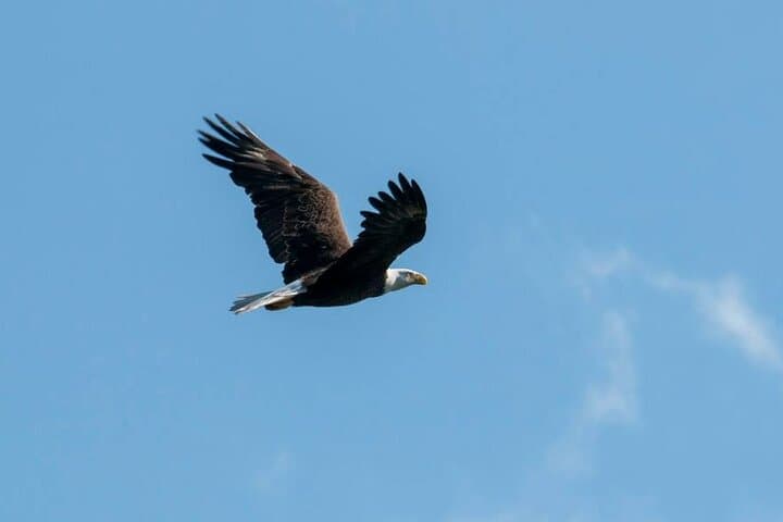 Crystal River 3-Hour Wildlife Safari Boat Cruise — Manatees, Dolphins & Estuary Tour photo 4