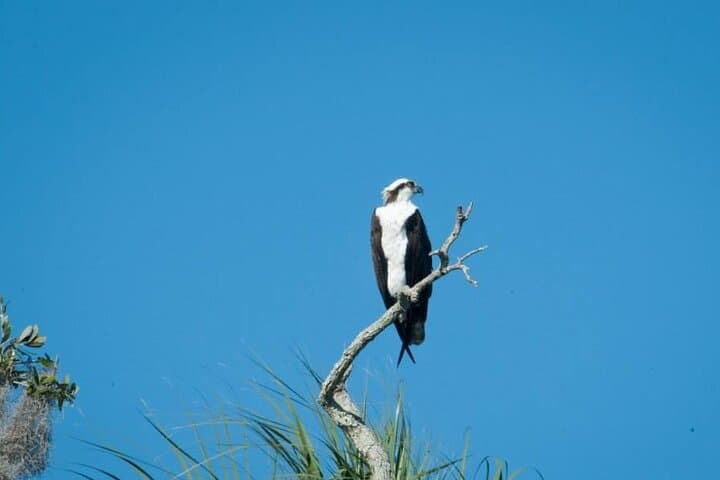 Crystal River 3-Hour Wildlife Safari Boat Cruise — Manatees, Dolphins & Estuary Tour photo 5