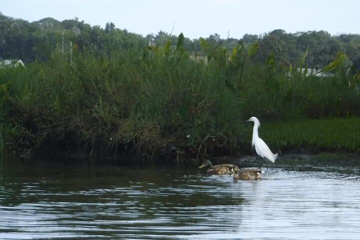 Crystal River 3-Hour Wildlife Safari Boat Cruise — Manatees, Dolphins & Estuary Tour photo 6