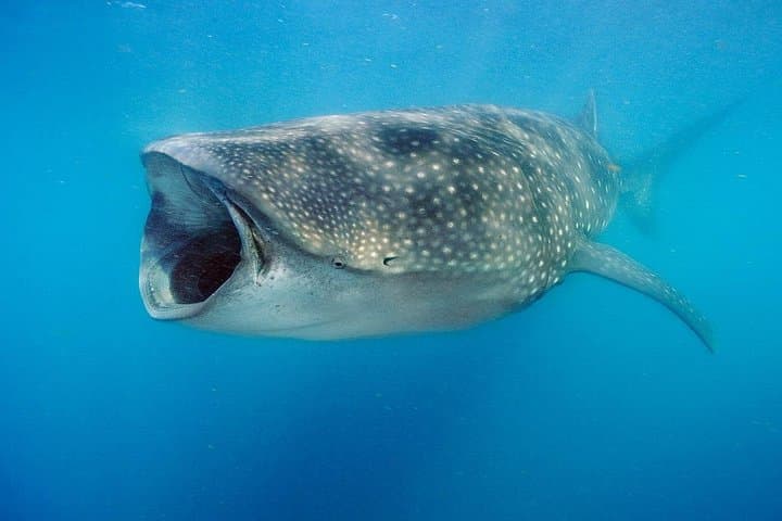 Whale Shark Swim and Isla Mujeres Day Trip from Playa del Carmen photo 1